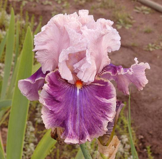 Photo of Tall Bearded Iris (Iris 'Oxford Countess') uploaded by Misawa77