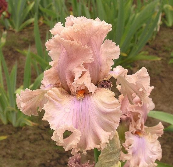 Photo of Tall Bearded Iris (Iris 'Sweetly Sung') uploaded by Misawa77