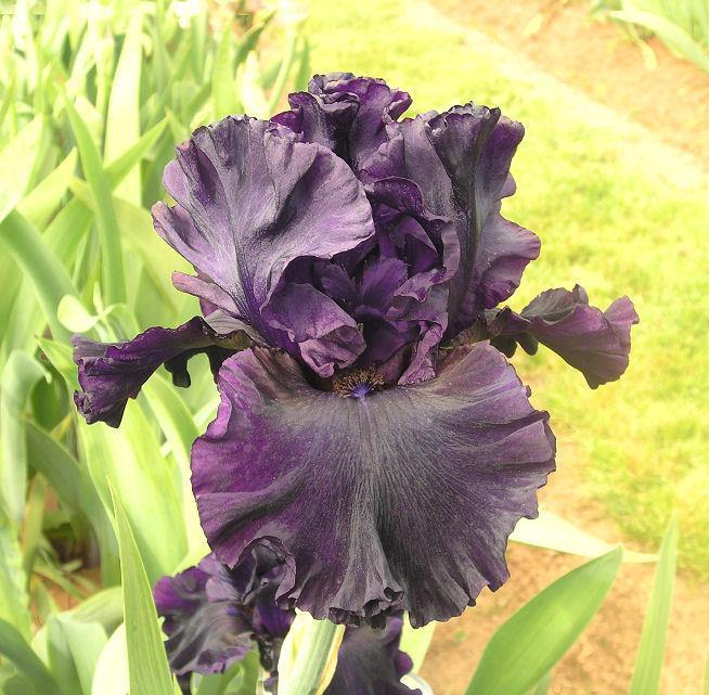 Photo of Tall Bearded Iris (Iris 'Noble Gesture') uploaded by Misawa77