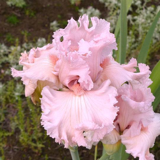 Photo of Tall Bearded Iris (Iris 'Strawberry Shake') uploaded by Misawa77