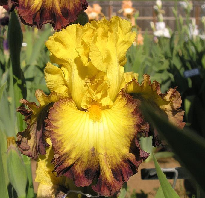 Photo of Tall Bearded Iris (Iris 'Summer Shadow') uploaded by Misawa77