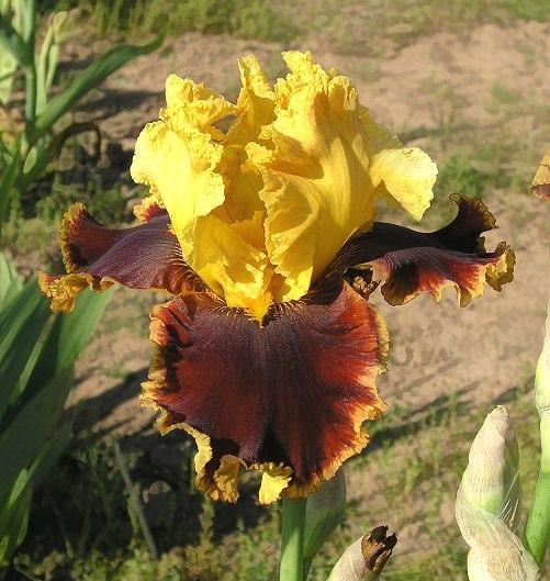 Photo of Tall Bearded Iris (Iris 'Stop the Traffic') uploaded by Misawa77