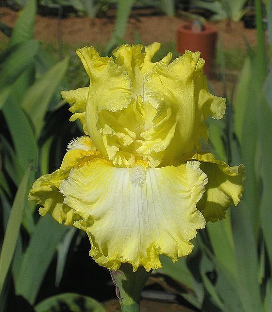 Photo of Tall Bearded Iris (Iris 'Sun Shine In') uploaded by Misawa77