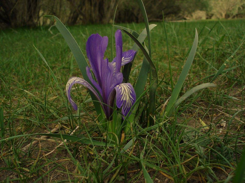 Photo of Irises (Iris) uploaded by admin