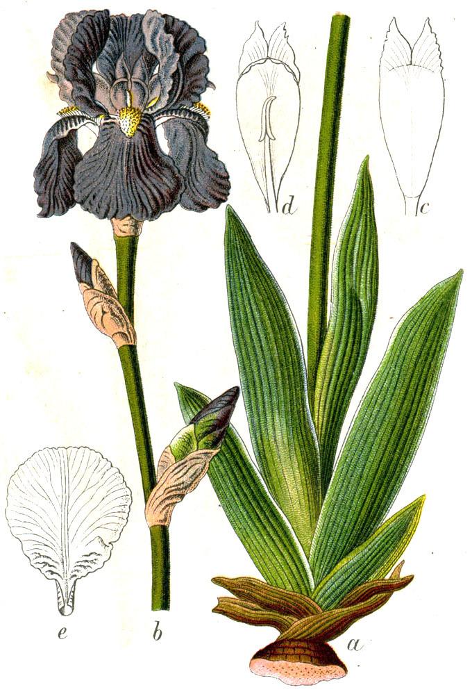 Photo of Species Iris (Iris pallida) uploaded by admin