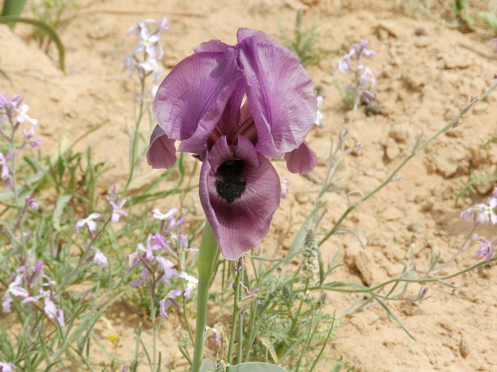 Photo of Species Iris (Iris mariae) uploaded by admin