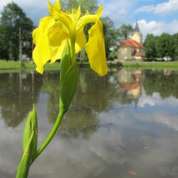 Location: Iris pseudacorus near pond in Kytin village in Prague-West District, CZ
Date: 2011-06-14
Photo courtesy of: Huhulenik