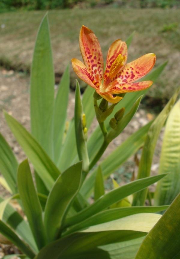 Photo of Species Iris (Iris domestica) uploaded by admin