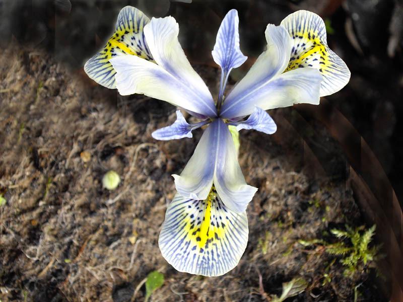 Photo of Reticulated Iris (Iris 'Katharine Hodgkin') uploaded by admin