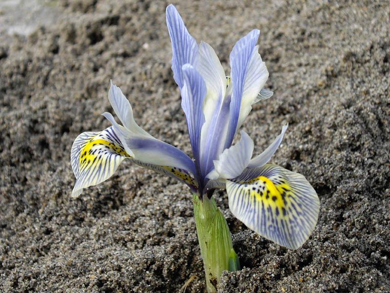 Photo of Reticulated Iris (Iris 'Katharine Hodgkin') uploaded by admin