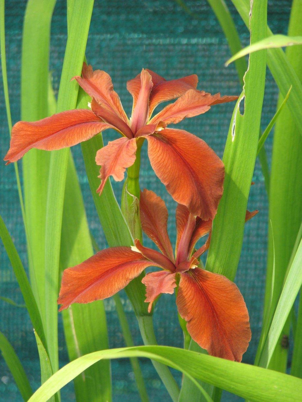Photo of Species Iris (Iris fulva) uploaded by admin