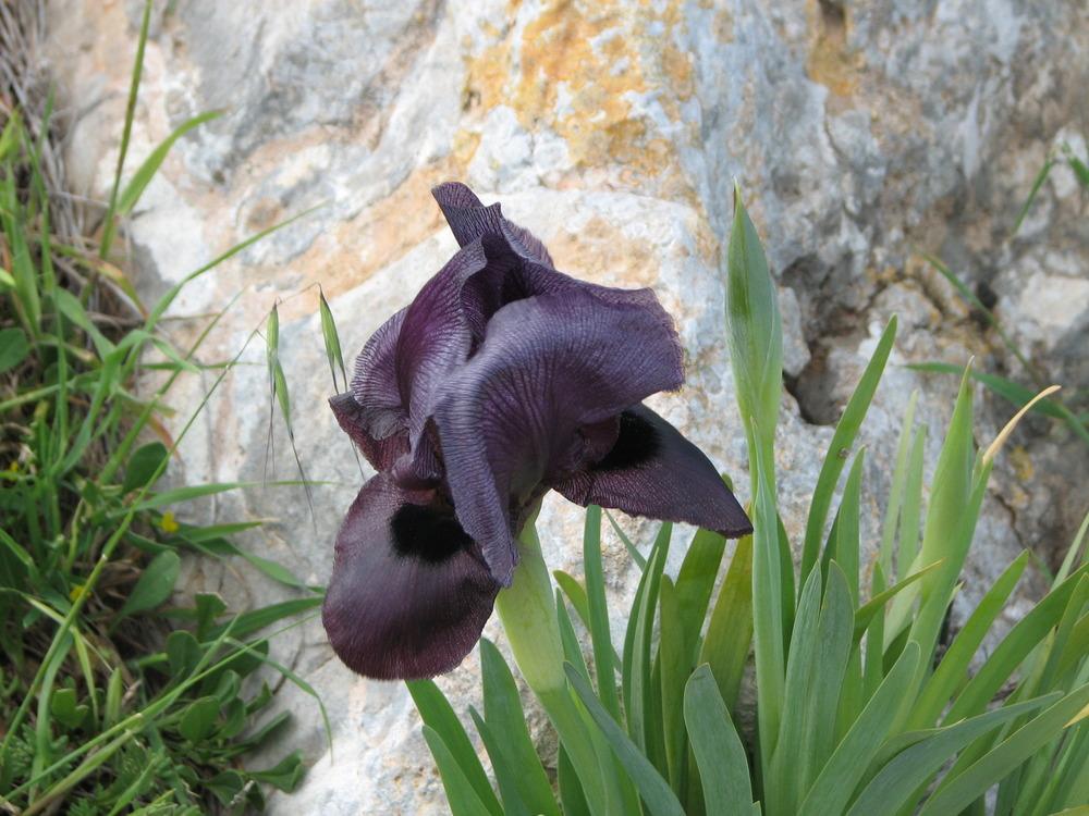 Photo of Species Iris (Iris haynei) uploaded by admin