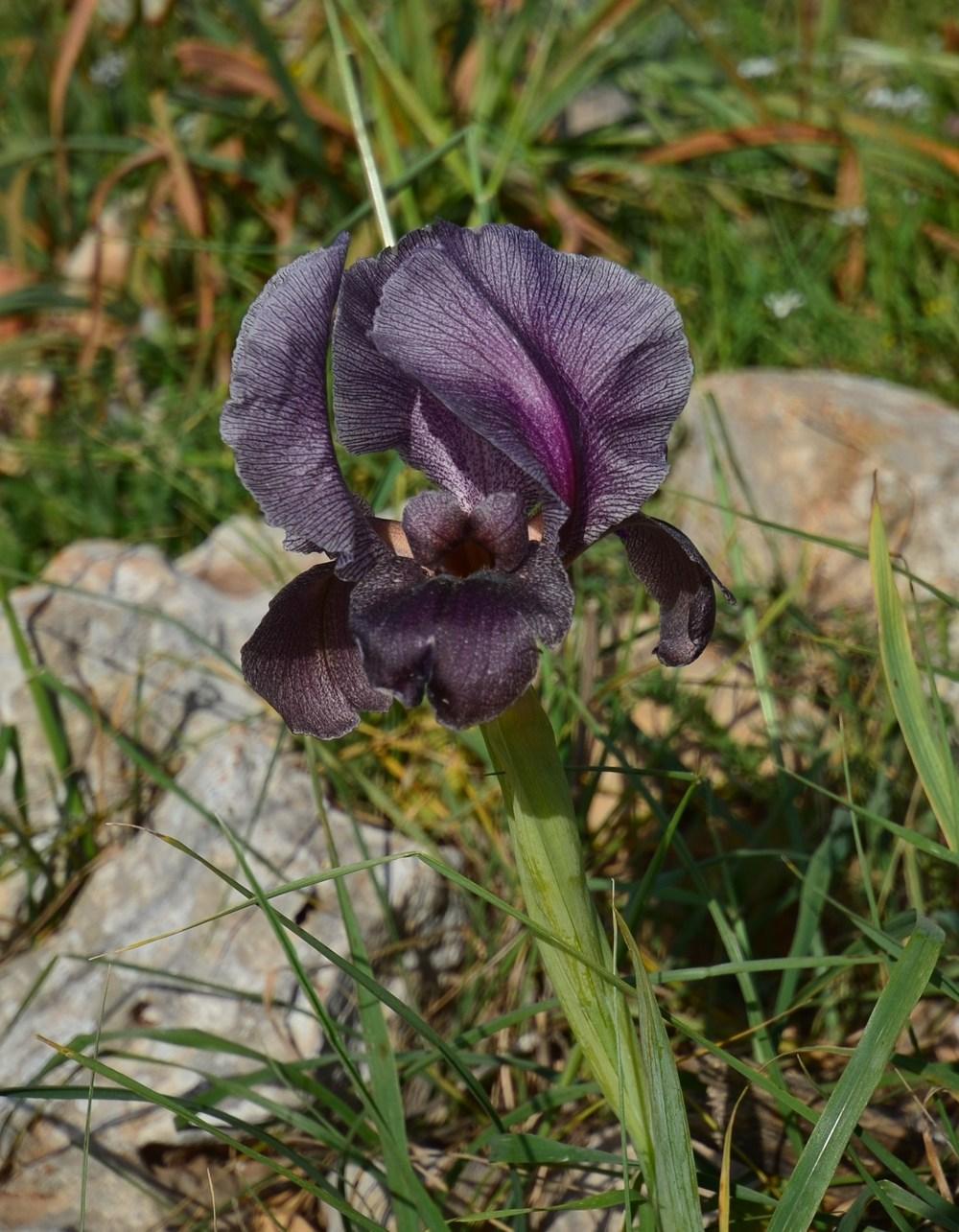 Photo of Species Iris (Iris haynei) uploaded by admin