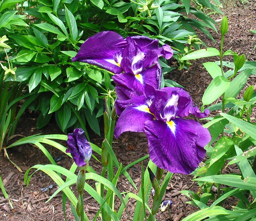Photo of Japanese Iris (Iris ensata 'Dirigo Garnet') uploaded by eclayne