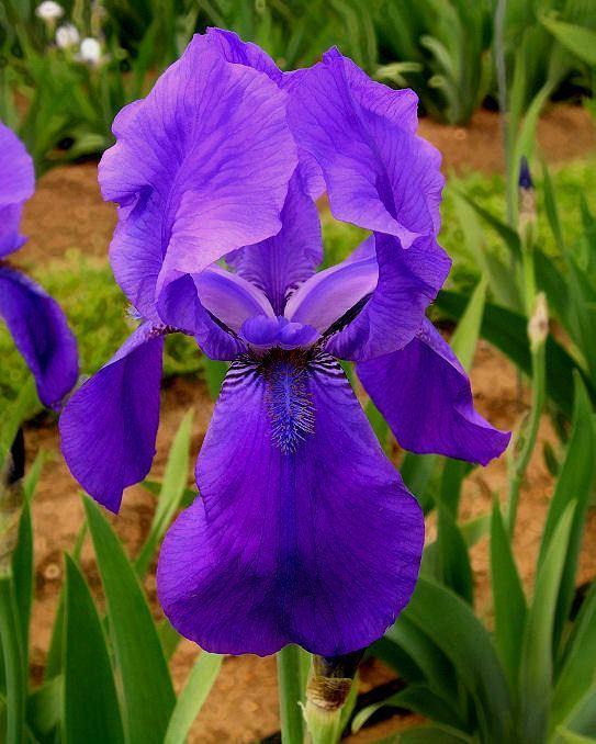 Photo of Tall Bearded Iris (Iris 'Harmony') uploaded by Misawa77