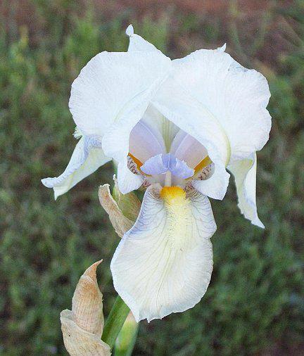 Photo of Tall Bearded Iris (Iris 'Fairy') uploaded by Misawa77