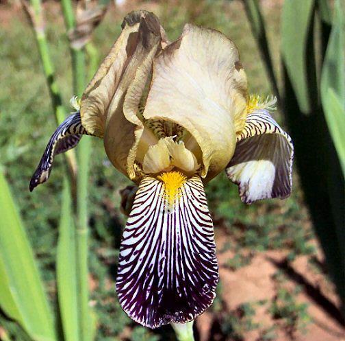Photo of Intermediate Bearded Iris (Iris 'Gypsy Queen') uploaded by Misawa77