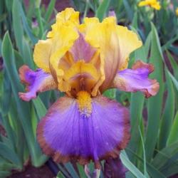 Location: Catheys Valley CA
Photo courtesy of Superstition Iris Gardens, posted with permissi