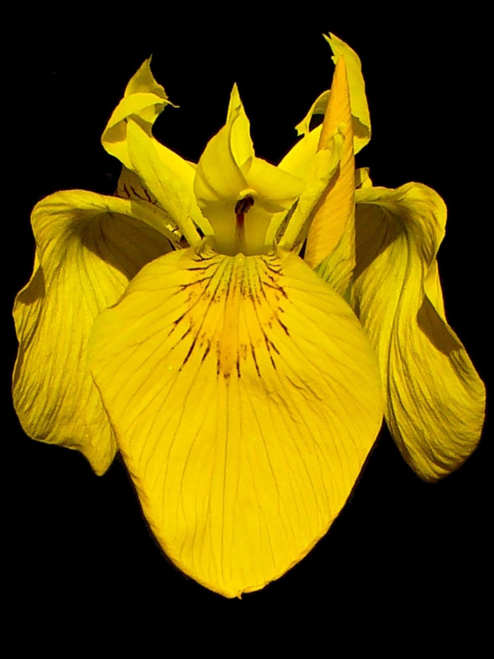 Photo of Yellow Flag (Iris pseudacorus) uploaded by admin
