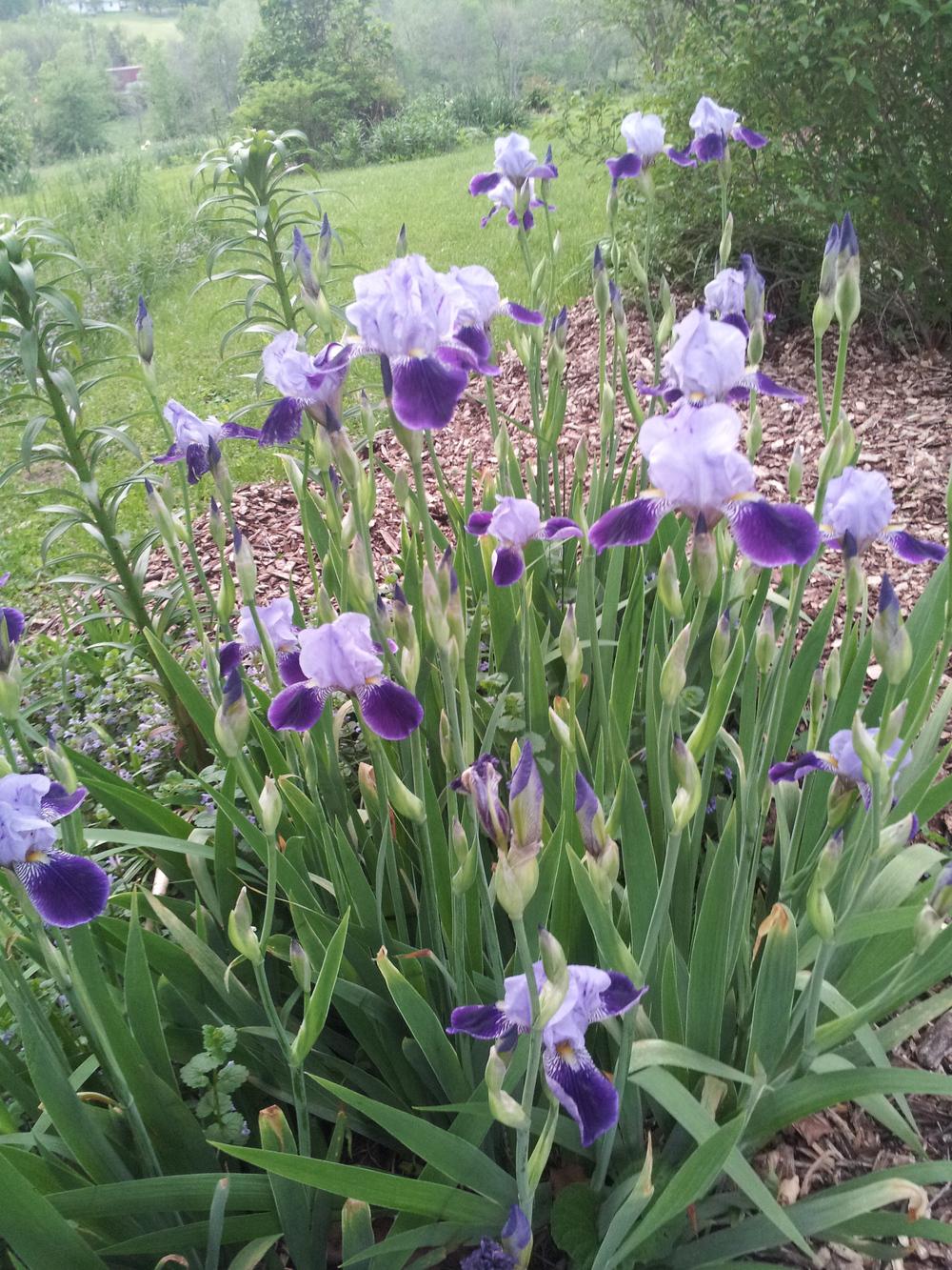 Photo of Irises (Iris) uploaded by gemini_sage
