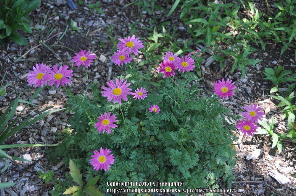 Photo of Painted Daisy (Tanacetum coccineum 'Robinson's Mix') uploaded by treehugger