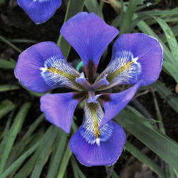 Location: Catheys Valley CA
Date: 2005-12-25
Photo courtesy of Superstition Iris Gardens, posted with permissi