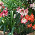 Grow Amaryllis in the Southern Garden