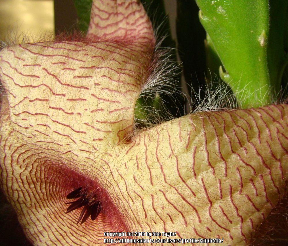 Photo of Starfish Plant (Ceropegia gigantea) uploaded by kniphofia