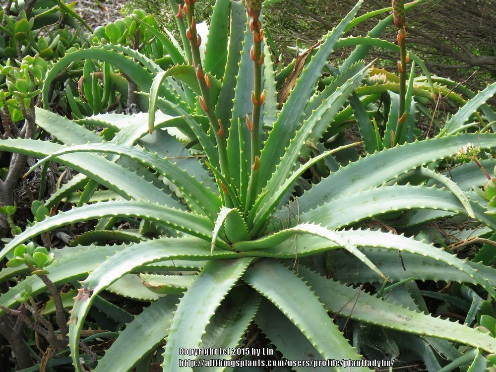 Photo of Krantz Aloe (Aloe arborescens) uploaded by plantladylin