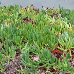 Location: San Diego, California      
Date: 2015-01-09 
Used as a groundcover all over San Diego