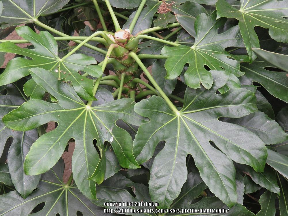 Photo of Japanese Aralia (Fatsia japonica) uploaded by plantladylin