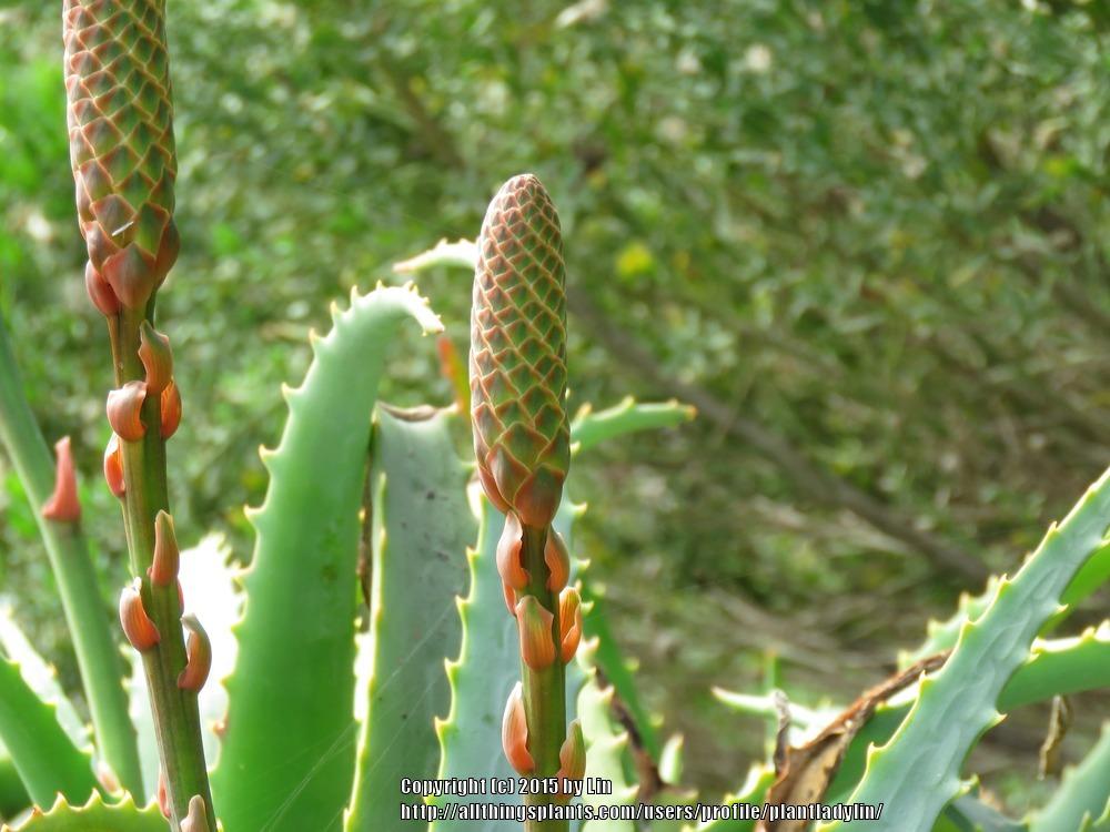 Photo of Krantz Aloe (Aloe arborescens) uploaded by plantladylin