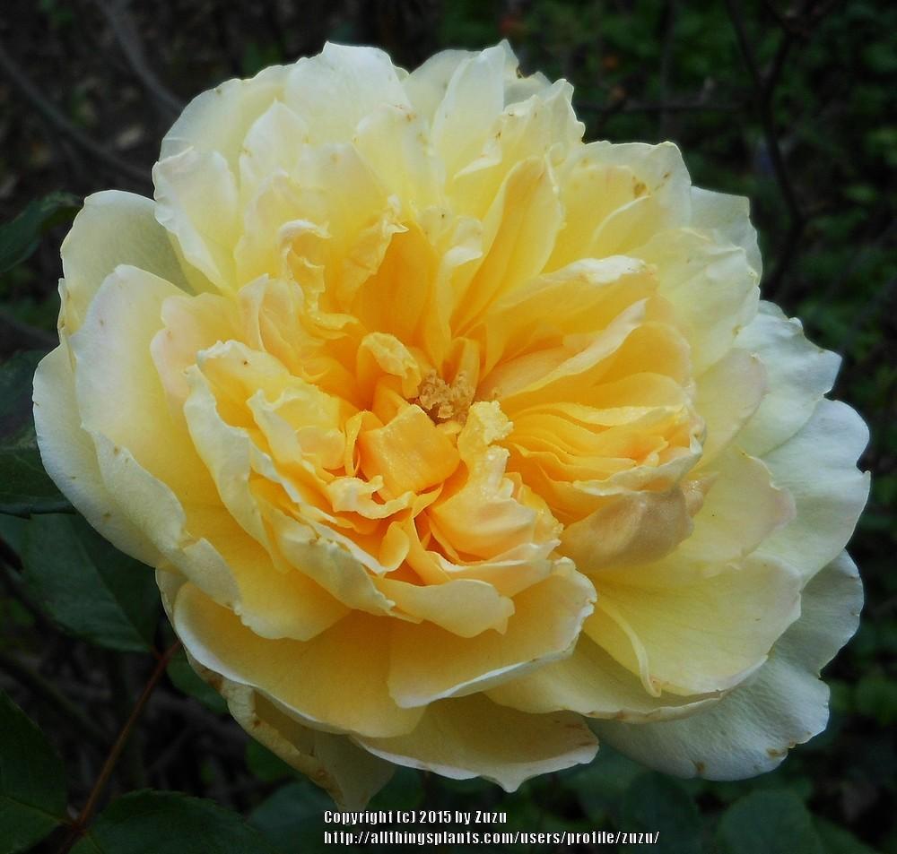 Photo of Rose (Rosa 'Molineux') uploaded by zuzu