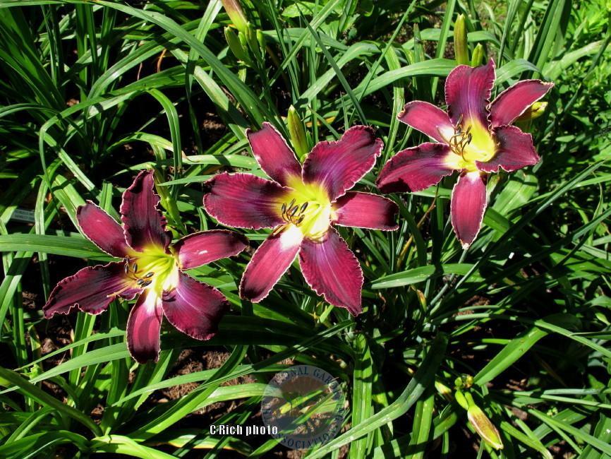 Photo of Daylily (Hemerocallis 'Increased Complexity') uploaded by Char
