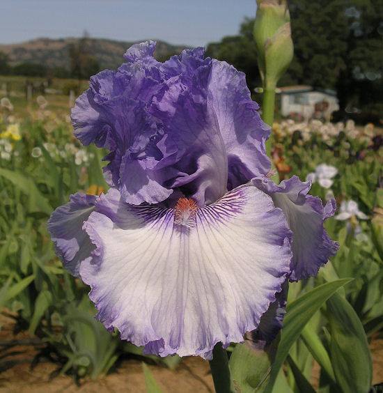 Photo of Tall Bearded Iris (Iris 'Sweet Geisha') uploaded by Misawa77