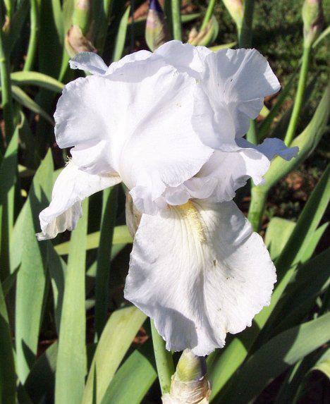 Photo of Tall Bearded Iris (Iris 'Snow Flurry') uploaded by Misawa77