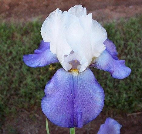 Photo of Tall Bearded Iris (Iris 'Whole Cloth') uploaded by Misawa77