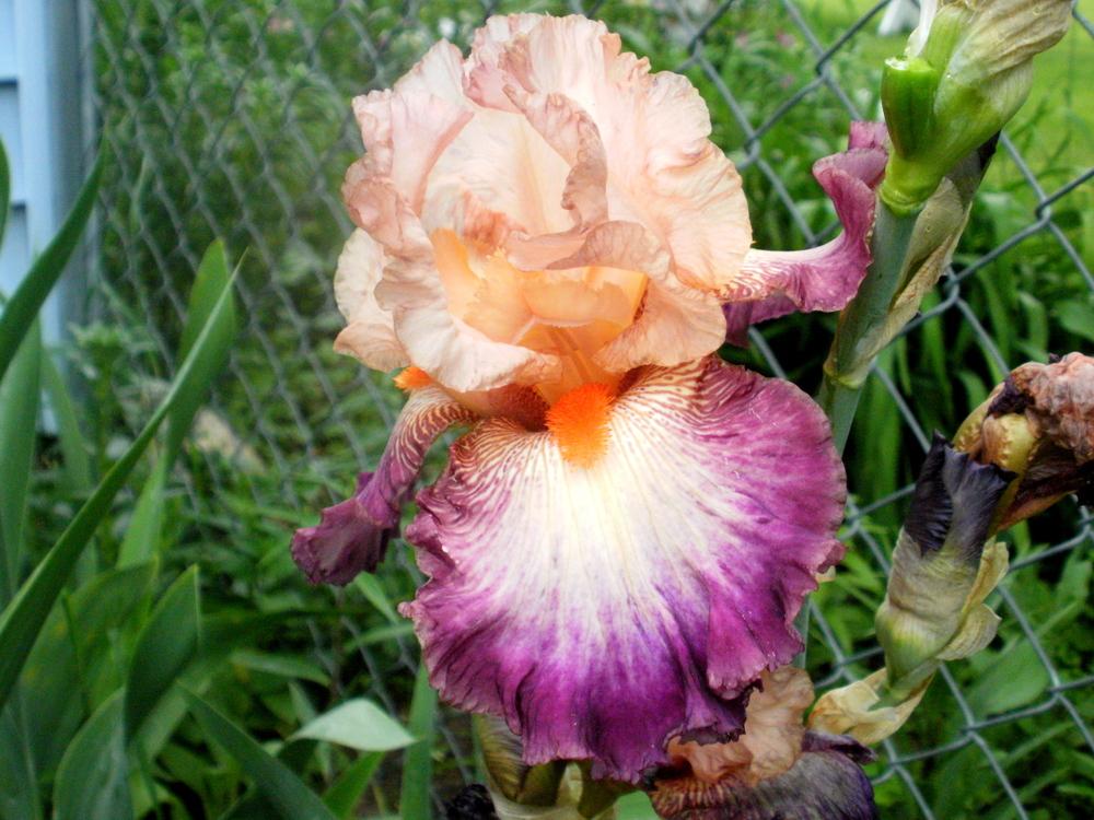 Photo of Tall Bearded Iris (Iris 'Come Away with Me') uploaded by bramedog