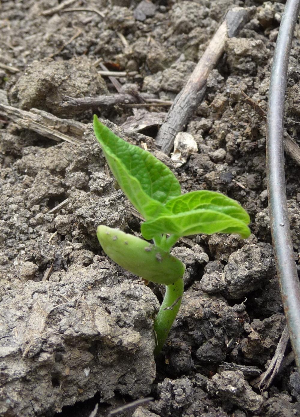 Photo of Pole Green Bean (Phaseolus vulgaris 'McCaslan') uploaded by gardengus