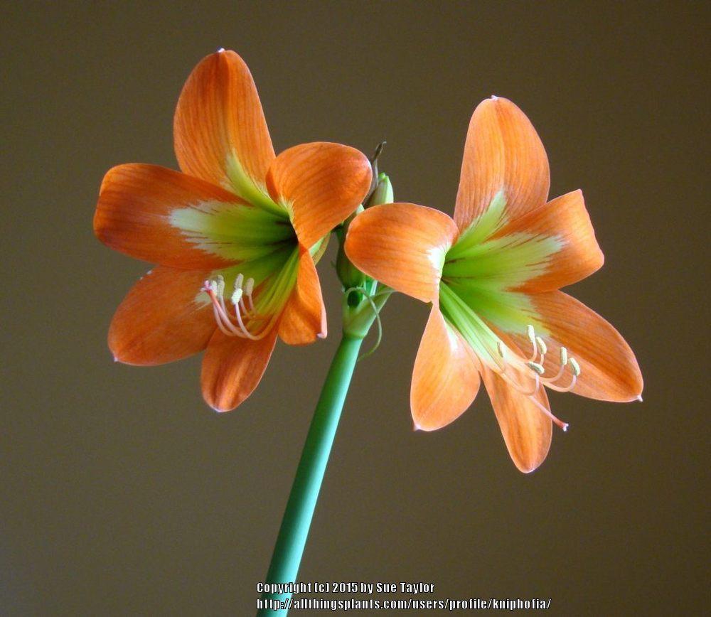 Photo of Amaryllis (Hippeastrum Sonatini™ Orange Rascal) uploaded by kniphofia