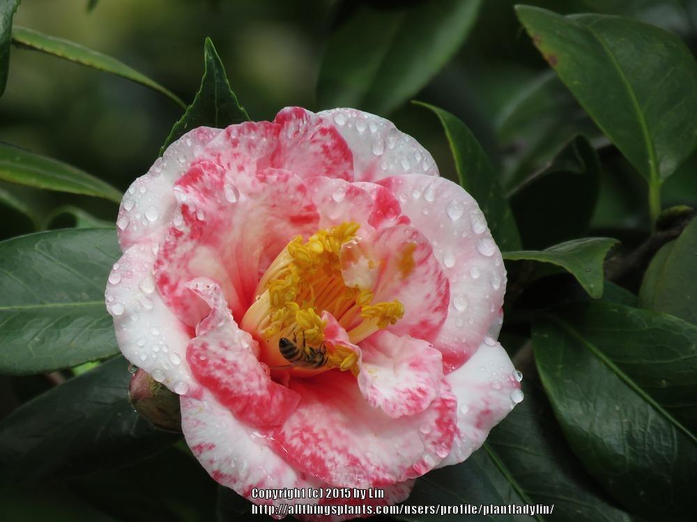 Photo of Camellias (Camellia) uploaded by plantladylin