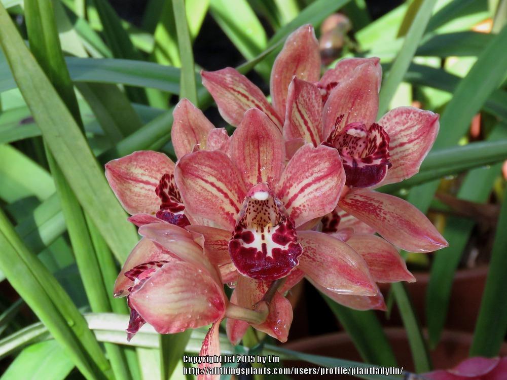 Photo of Orchid (Cymbidium) uploaded by plantladylin