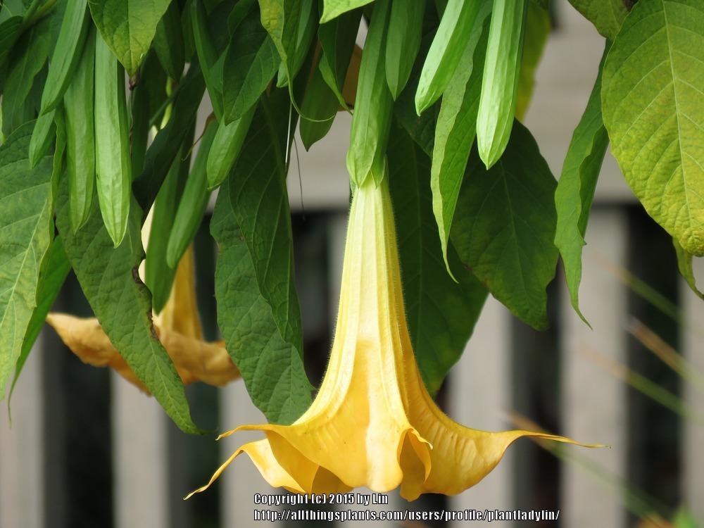 Photo of Angel's Trumpets (Brugmansia) uploaded by plantladylin