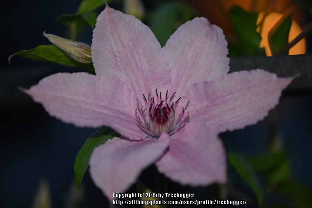 Photo of Clematis Pink Chiffon™ uploaded by treehugger