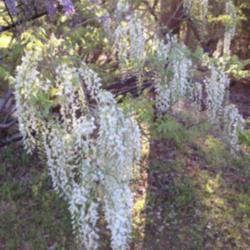 Location: My front yard
Date: Spring 2014
Not sure what kind, just white wisteria