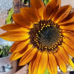 Location: Apple Valley, CA
Date: 2014-11-06
Evening Sun Mix Sunflower