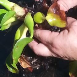 Location: Apple Valley, CA
Date: 2014-10-04
Cleaning up or pruning a Water Hyacinth (Eichhornia crassipes)