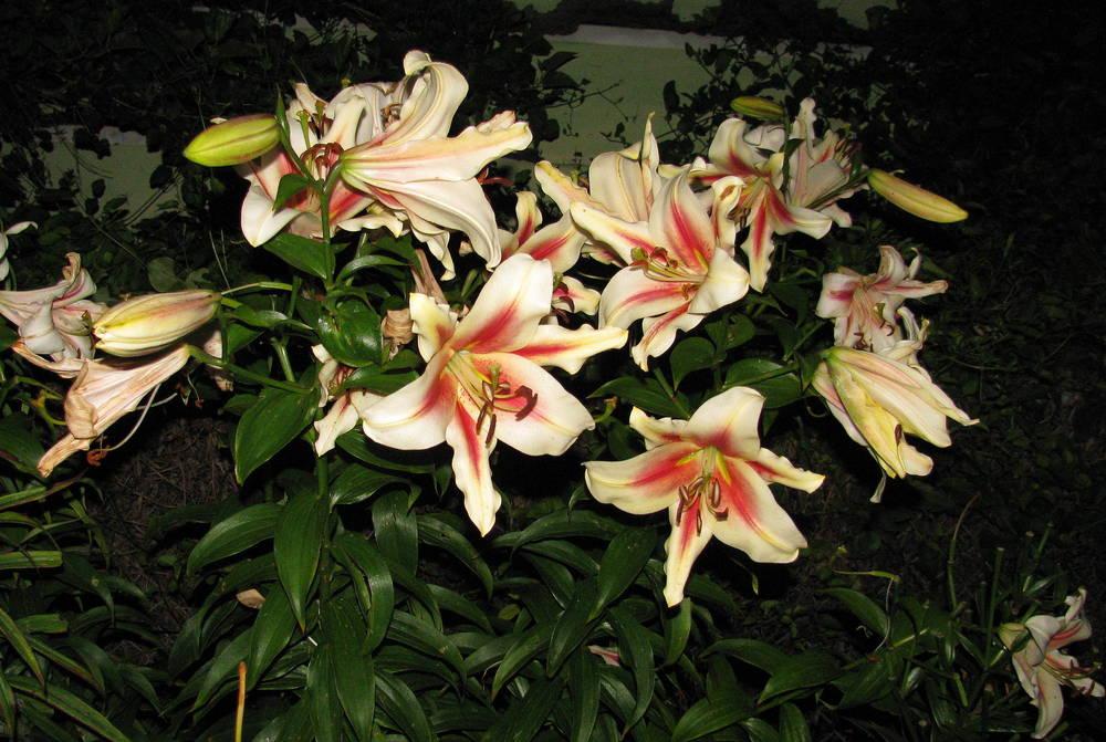 Photo of Lily (Lilium 'Lavon') uploaded by jmorth