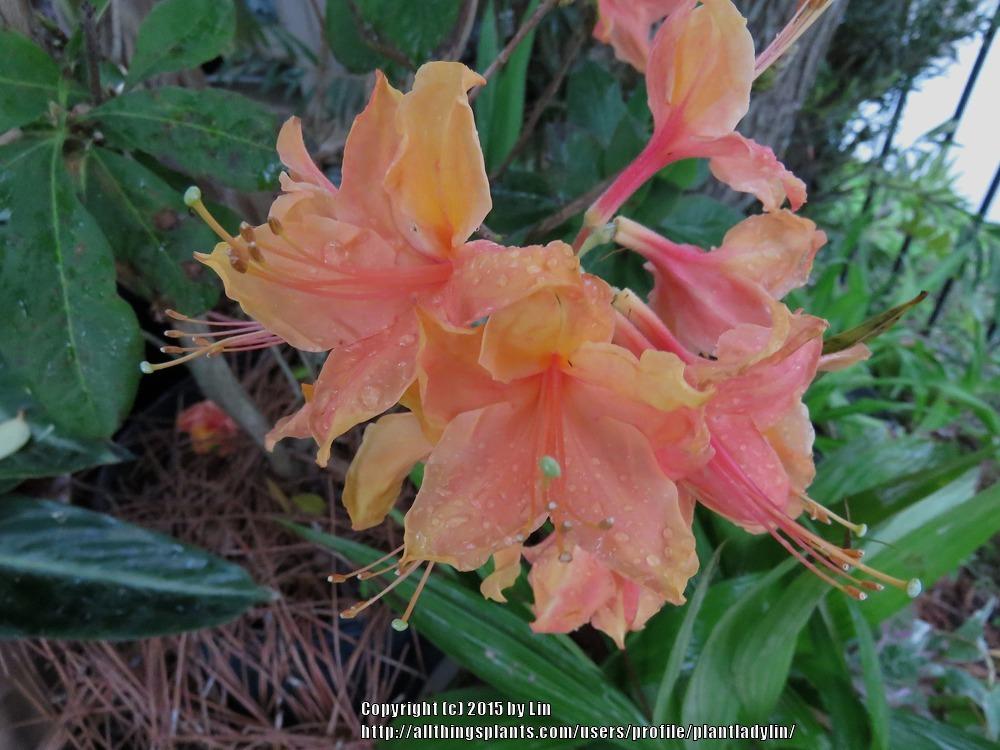 Photo of Azalea (Rhododendron austrinum 'Taylor Maid') uploaded by plantladylin