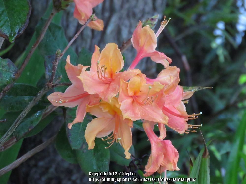 Photo of Azalea (Rhododendron austrinum 'Taylor Maid') uploaded by plantladylin